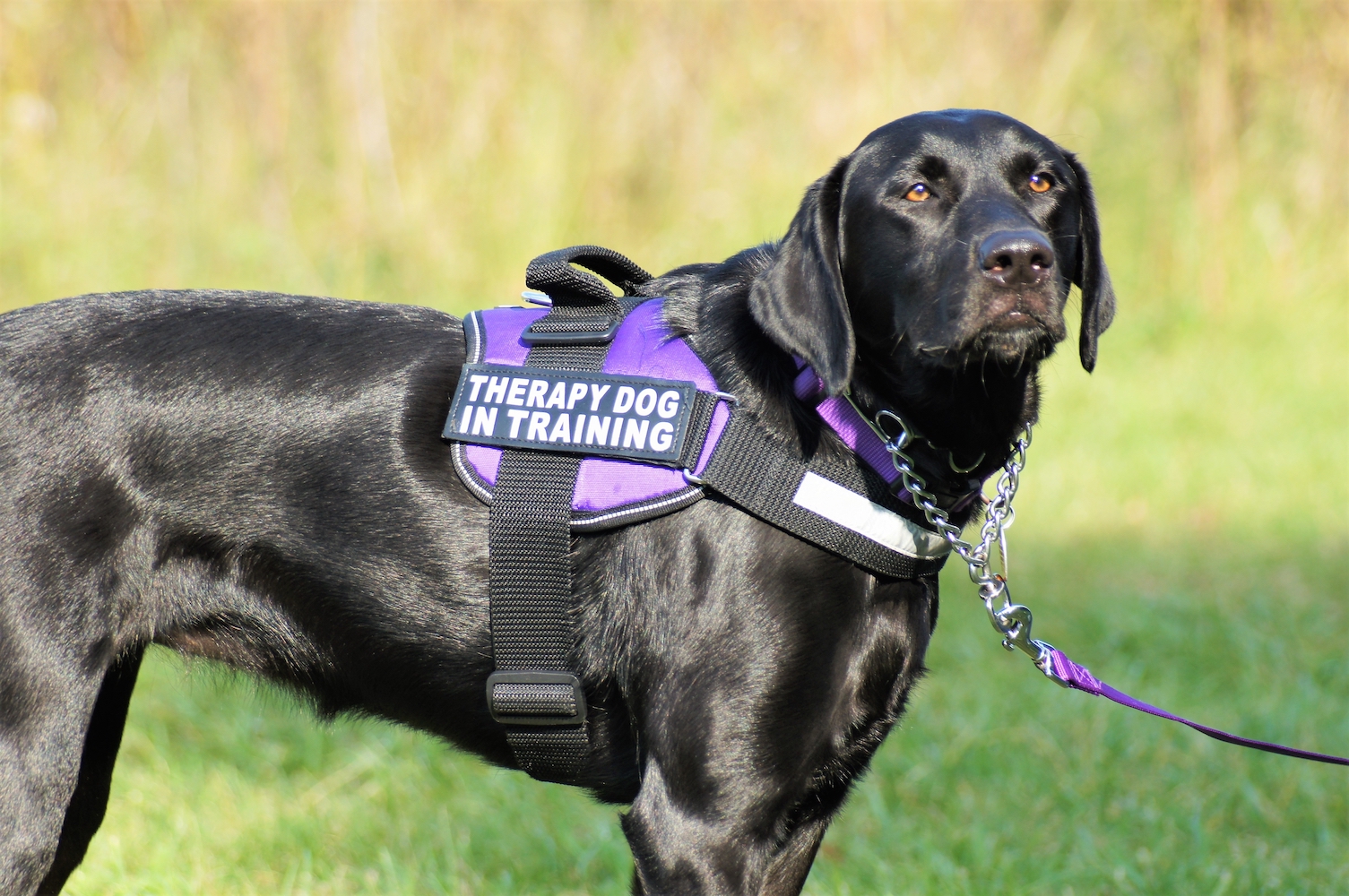 Leashes and Collars: Tips for Success - Dog Training Now Charleston