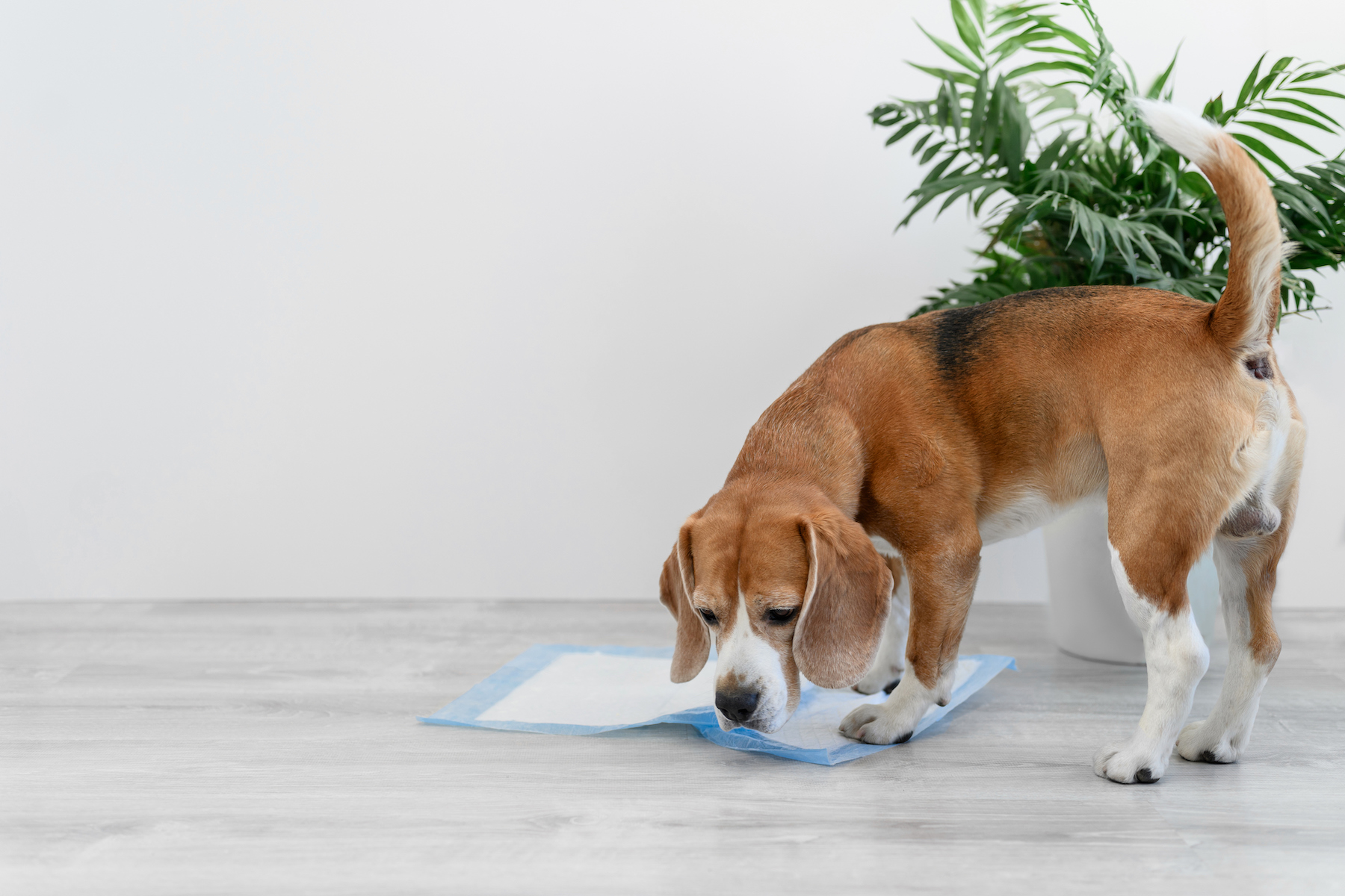 When Should You Potty Train Your New Puppy Dog Training Now Charleston