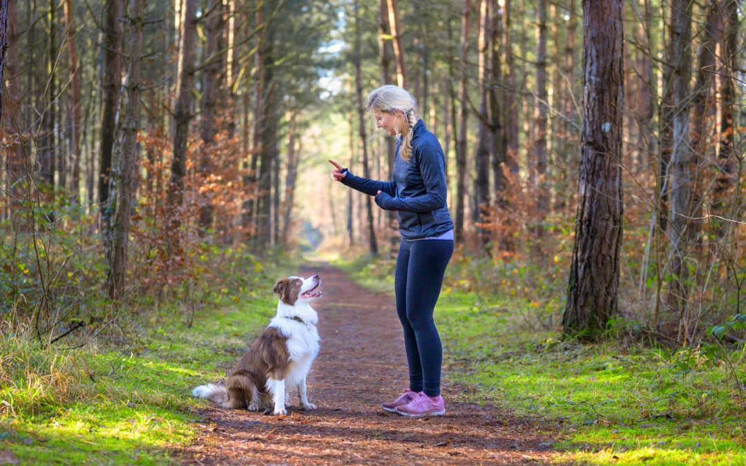 10 Training Cues Every Dog Should Know