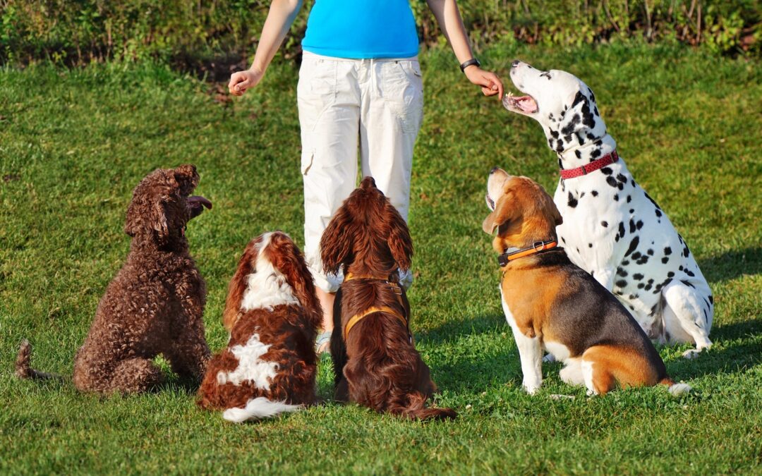 Do the Same Training Methods Work for Every Dog?