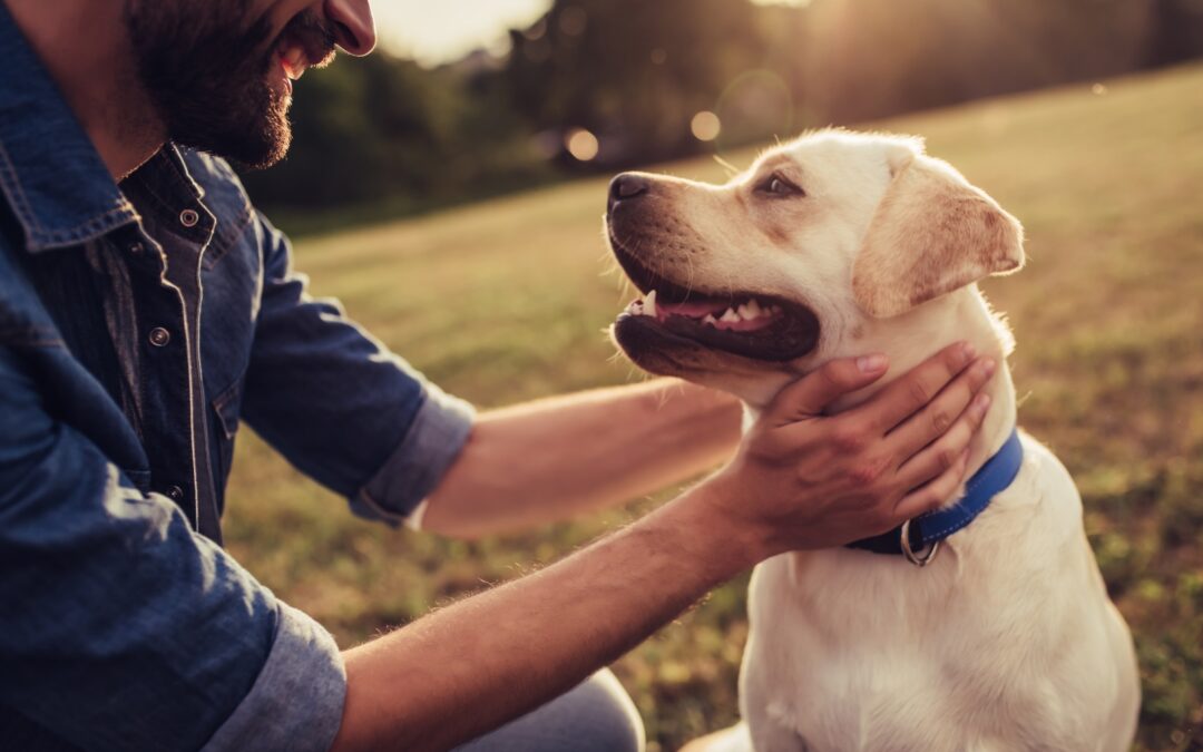 Teaching an Old Dog New Tricks: Five Training Tips for an Older Pooch