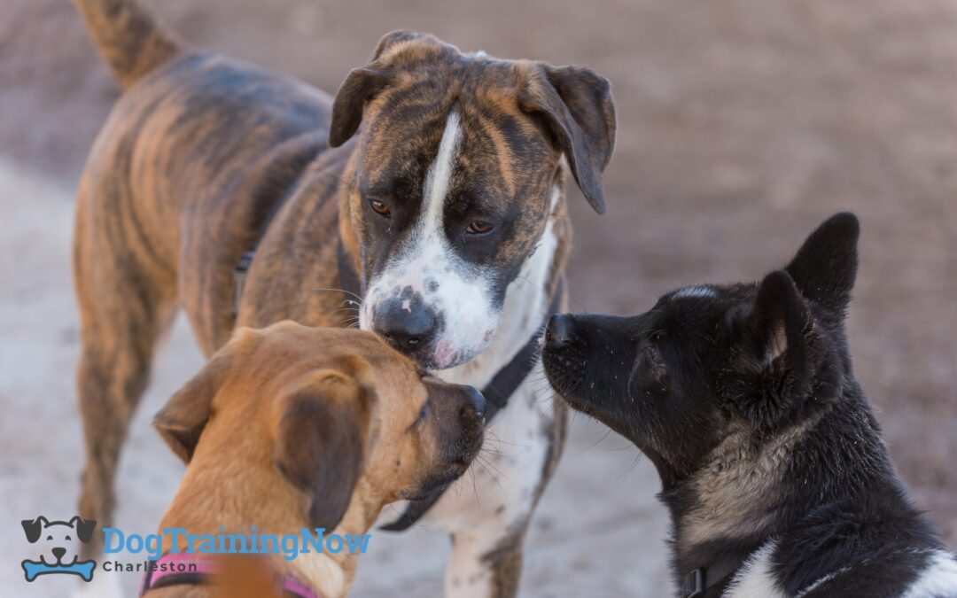 Why Socialization Is Important in Dog Training