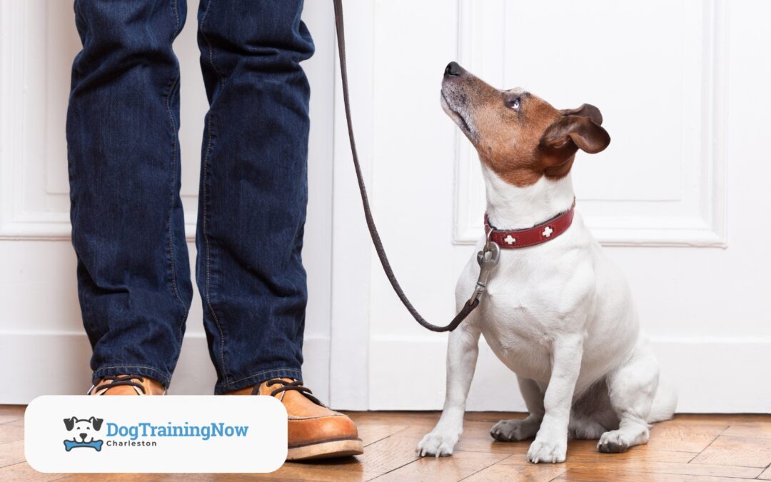 How to Reinforce Dog Training at Home: Tips for Busy Owners