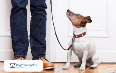 How to Reinforce Dog Training at Home: Tips for Busy Owners