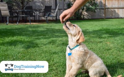 Puppy Training and Setting Your Dog Up for Success