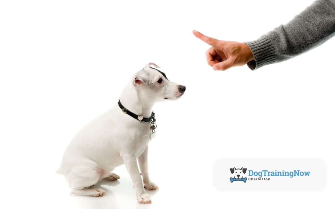 Common Misconceptions About Dog Obedience Training