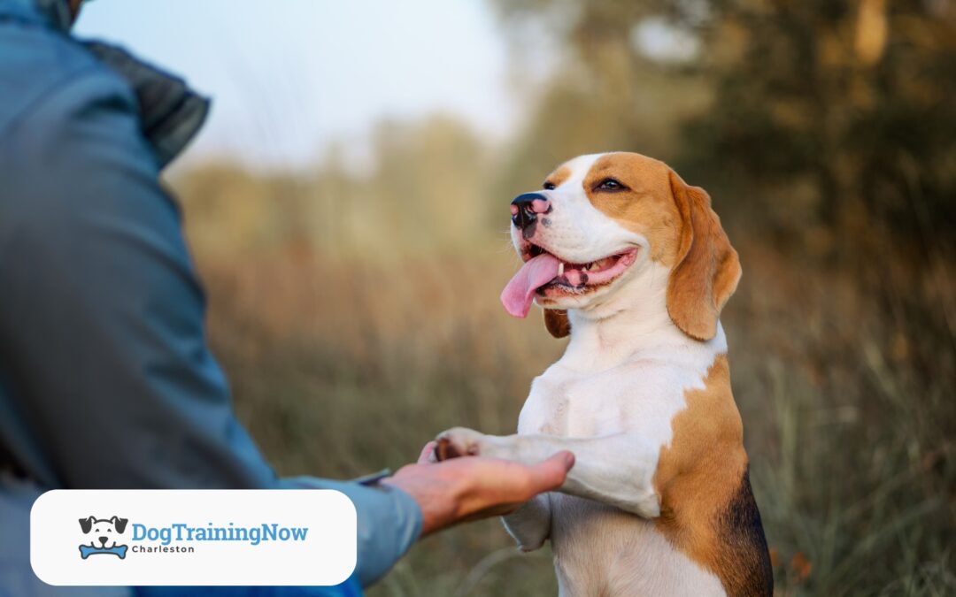 Training for Special Needs Dogs: Tailoring Training Techniques for Hearing and Vision Impairments