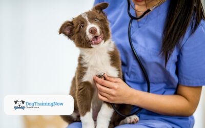 Preparing Your Dog for the First Vet Visit